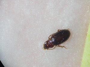  ( - ABOL-BioBlitz23-0127)  @11 [ ] CC BY (2023) D. Rabl private