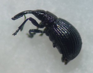  ( - ABOL-BioBlitzUF21_4468)  @11 [ ] CC BY (2023) D. Rabl private