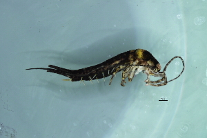  (Lepismachilis notata - ABOL-Bioblitz22-Szucsich-0036)  @11 [ ] CreativeCommons - Attribution Share-Alike (2023) Szucsich Naturhistorisches Museum Wien