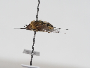  ( - ABOL-RefDat-2024-Szucsich-Lobau-0015)  @11 [ ] Unspecified (default): All Rights Reserved (2025) Naturhistorisches Museum Wien Unspecified