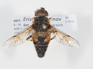  ( - ABOL-Tettris-2024-Szucsich-LeoBg-0005)  @11 [ ] Unspecified (default): All Rights Reserved (2025) Naturhistorisches Museum Wien Unspecified