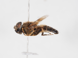  ( - ABOL-Tettris-2024-Szucsich-LeoBg-0005)  @11 [ ] Unspecified (default): All Rights Reserved (2025) Naturhistorisches Museum Wien Unspecified