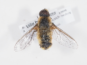  ( - ABOL-Tettris-2024-Szucsich-LeoBg-0009)  @11 [ ] Unspecified (default): All Rights Reserved (2025) Naturhistorisches Museum Wien Unspecified