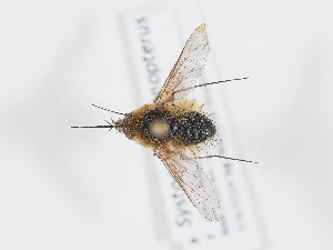  ( - ABOL-Tettris-2024-Szucsich-LeoBg-0011)  @11 [ ] Unspecified (default): All Rights Reserved (2025) Naturhistorisches Museum Wien Unspecified