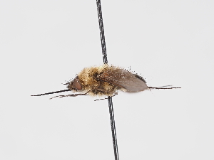  ( - ABOL-Tettris-2024-Szucsich-LeoBg-0011)  @11 [ ] Unspecified (default): All Rights Reserved (2025) Naturhistorisches Museum Wien Unspecified