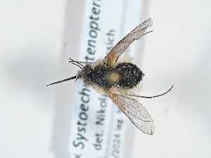  ( - ABOL-Tettris-2024-Szucsich-LeoBg-0012)  @11 [ ] Unspecified (default): All Rights Reserved (2025) Naturhistorisches Museum Wien Unspecified