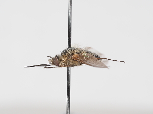  ( - ABOL-Tettris-2024-Szucsich-LeoBg-0012)  @11 [ ] Unspecified (default): All Rights Reserved (2025) Naturhistorisches Museum Wien Unspecified