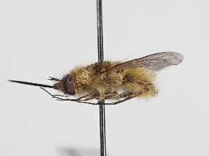  ( - ABOL-Tettris-2024-Szucsich-LeoBg-0013)  @11 [ ] Unspecified (default): All Rights Reserved (2025) Naturhistorisches Museum Wien Unspecified
