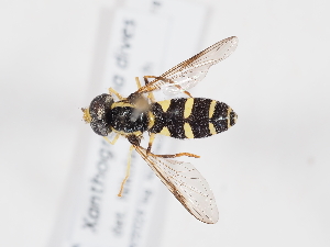  ( - ABOL-Tettris-2024-Szucsich-LeoBg-0014)  @11 [ ] Unspecified (default): All Rights Reserved (2025) Naturhistorisches Museum Wien Unspecified