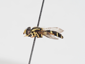  ( - ABOL-Tettris-2024-Szucsich-LeoBg-0014)  @11 [ ] Unspecified (default): All Rights Reserved (2025) Naturhistorisches Museum Wien Unspecified