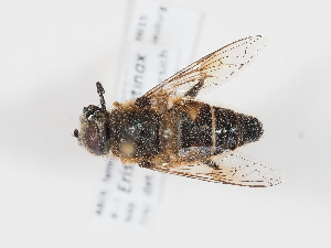  ( - ABOL-Tettris-2024-Szucsich-LeoBg-0015)  @11 [ ] Unspecified (default): All Rights Reserved (2025) Naturhistorisches Museum Wien Unspecified