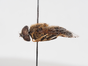  ( - ABOL-Tettris-2024-Szucsich-LeoBg-0015)  @11 [ ] Unspecified (default): All Rights Reserved (2025) Naturhistorisches Museum Wien Unspecified