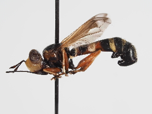  ( - ABOL-Tettris-2024-Szucsich-LeoBg-0017)  @11 [ ] Unspecified (default): All Rights Reserved (2025) Naturhistorisches Museum Wien Unspecified