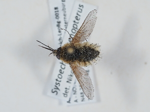  ( - ABOL-Tettris-2024-Szucsich-LeoBg-0018)  @11 [ ] Unspecified (default): All Rights Reserved (2025) Naturhistorisches Museum Wien Unspecified