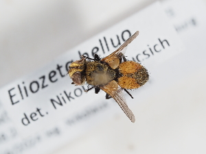  ( - ABOL-Tettris-2024-Szucsich-LeoBg-0021)  @11 [ ] Unspecified (default): All Rights Reserved (2025) Naturhistorisches Museum Wien Unspecified