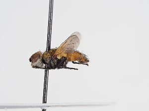  ( - ABOL-Tettris-2024-Szucsich-LeoBg-0021)  @11 [ ] Unspecified (default): All Rights Reserved (2025) Naturhistorisches Museum Wien Unspecified