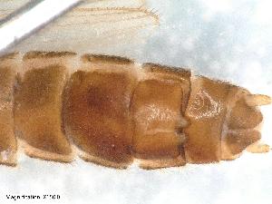  (Leuctra astridae - ABOL-Z10)  @11 [ ] CC-BY (2024) Teufl Pia Unspecified