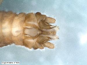  (Protonemura austriaca - ABOL-Z12)  @11 [ ] CC-BY (2024) Teufl Pia Unspecified