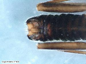  (Leuctra istenicae - ABOL-Z1)  @11 [ ] CC-BY (2024) Teufl Pia Unspecified