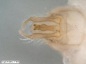  ( - ABOL-Z9)  @11 [ ] CC-BY (2024) Teufl Pia Unspecified