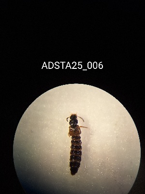  ( - ADSTA25_006)  @11 [ ] Unspecified (default): All Rights Reserved (2025) Dominik Rabl Unspecified