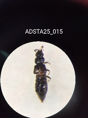  ( - ADSTA25_015)  @11 [ ] Unspecified (default): All Rights Reserved (2025) Dominik Rabl Unspecified