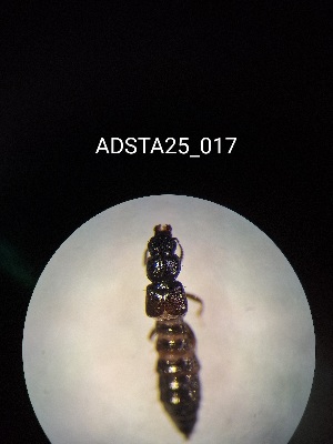  ( - ADSTA25_017)  @11 [ ] Unspecified (default): All Rights Reserved (2025) Dominik Rabl Unspecified