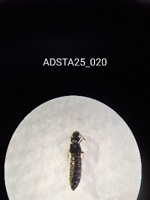  ( - ADSTA25_020)  @11 [ ] Unspecified (default): All Rights Reserved (2025) Dominik Rabl Unspecified