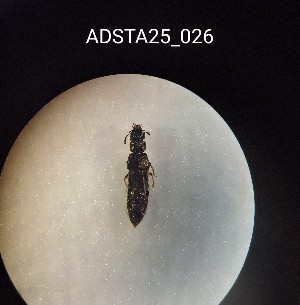  ( - ADSTA25_026)  @11 [ ] Unspecified (default): All Rights Reserved (2025) Dominik Rabl Unspecified