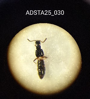  ( - ADSTA25_030)  @11 [ ] Unspecified (default): All Rights Reserved (2025) Dominik Rabl Unspecified