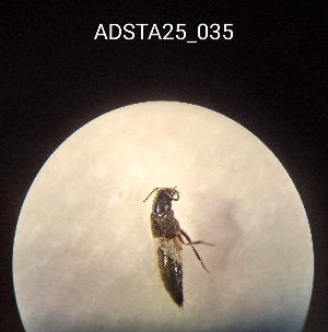  ( - ADSTA25_035)  @11 [ ] Unspecified (default): All Rights Reserved (2025) Dominik Rabl Unspecified