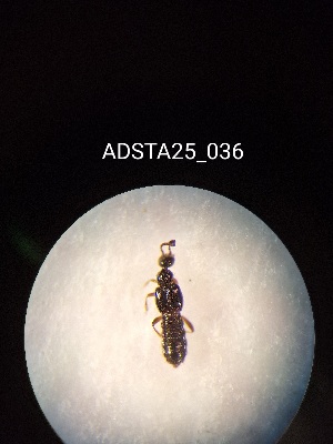  ( - ADSTA25_036)  @11 [ ] Unspecified (default): All Rights Reserved (2025) Dominik Rabl Unspecified