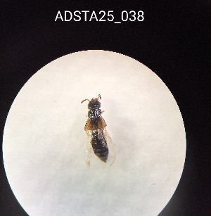  ( - ADSTA25_038)  @11 [ ] Unspecified (default): All Rights Reserved (2025) Dominik Rabl Unspecified