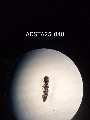  ( - ADSTA25_040)  @11 [ ] Unspecified (default): All Rights Reserved (2025) Dominik Rabl Unspecified