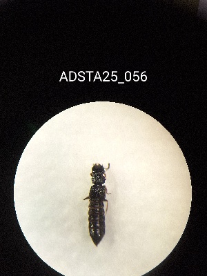  ( - ADSTA25_056)  @11 [ ] Unspecified (default): All Rights Reserved (2025) Dominik Rabl Unspecified