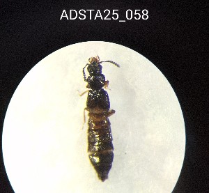  ( - ADSTA25_058)  @11 [ ] Unspecified (default): All Rights Reserved (2025) Dominik Rabl Unspecified