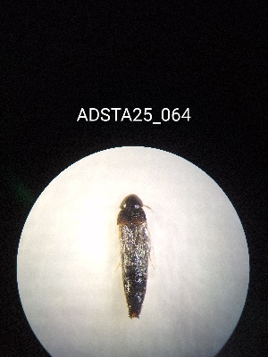  ( - ADSTA25_064)  @11 [ ] Unspecified (default): All Rights Reserved (2025) Dominik Rabl Unspecified