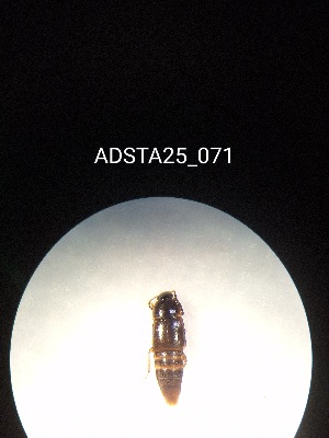  ( - ADSTA25_071)  @11 [ ] Unspecified (default): All Rights Reserved (2025) Dominik Rabl Unspecified