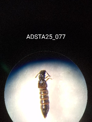  ( - ADSTA25_077)  @11 [ ] Unspecified (default): All Rights Reserved (2025) Dominik Rabl Unspecified