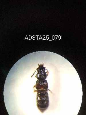  ( - ADSTA25_079)  @11 [ ] Unspecified (default): All Rights Reserved (2025) Dominik Rabl Unspecified