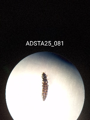  ( - ADSTA25_081)  @11 [ ] Unspecified (default): All Rights Reserved (2025) Dominik Rabl Unspecified