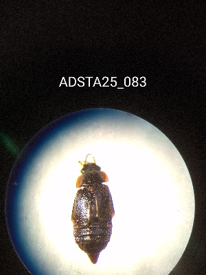  ( - ADSTA25_083)  @11 [ ] Unspecified (default): All Rights Reserved (2025) Dominik Rabl Unspecified