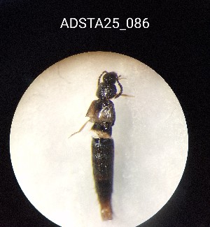  ( - ADSTA25_086)  @11 [ ] Unspecified (default): All Rights Reserved (2025) Dominik Rabl Unspecified