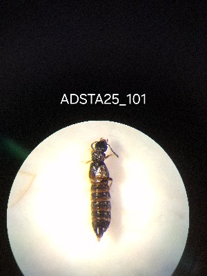  ( - ADSTA25_101)  @11 [ ] Unspecified (default): All Rights Reserved (2025) Dominik Rabl Unspecified