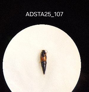  ( - ADSTA25_107)  @11 [ ] Unspecified (default): All Rights Reserved (2025) Dominik Rabl Unspecified