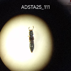  ( - ADSTA25_111)  @11 [ ] Unspecified (default): All Rights Reserved (2025) Dominik Rabl Unspecified