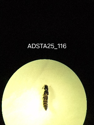  ( - ADSTA25_116)  @11 [ ] Unspecified (default): All Rights Reserved (2025) Dominik Rabl Unspecified