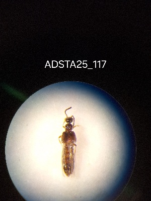  ( - ADSTA25_117)  @11 [ ] Unspecified (default): All Rights Reserved (2025) Dominik Rabl Unspecified