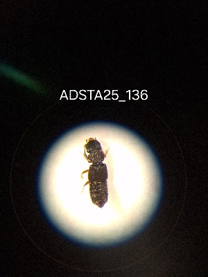  ( - ADSTA25_136)  @11 [ ] Unspecified (default): All Rights Reserved (2025) Dominik Rabl Unspecified