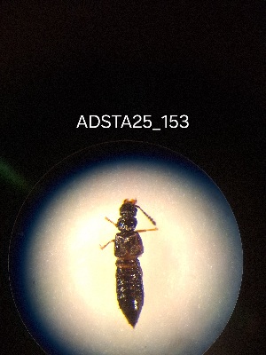  (Anotylus speculifrons - ADSTA25_153)  @11 [ ] Unspecified (default): All Rights Reserved (2025) Dominik Rabl Unspecified